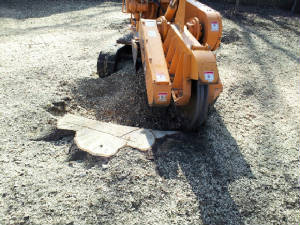 Tree Removal Services