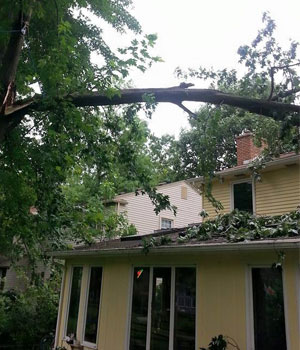Emergency Tree Services