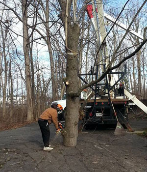 Tree Clearing