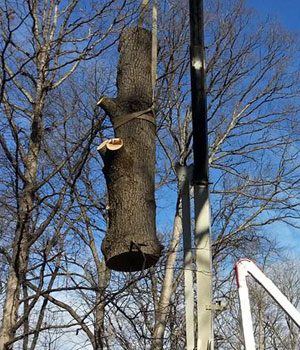 Tree Removal